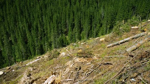 Abgeholzte Hügel und Kiefernwälder