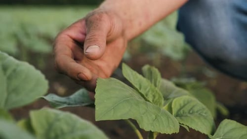 Farmer Hand Touches Green Wheat Crop Germ Agriculture Industry