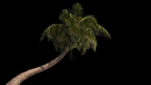 Swaying Palm Tree Animation with Alpha Channel