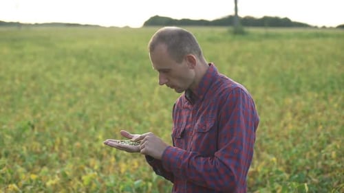 Male Farmer Agronomist Examining Soybean Plants in Cultivated Field