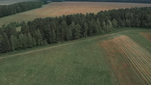Green forest and rural field with blue sky in summer time