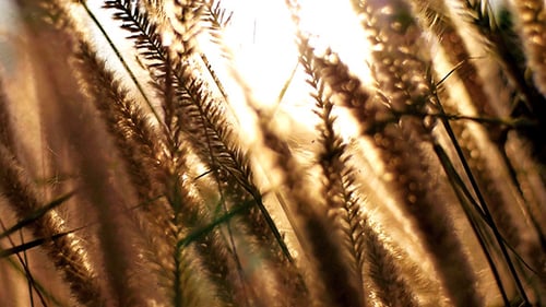 Reed Swaying In The Wind 3