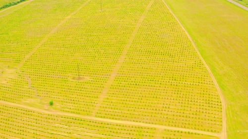 Aerial View on Rows of Young Fruit Trees