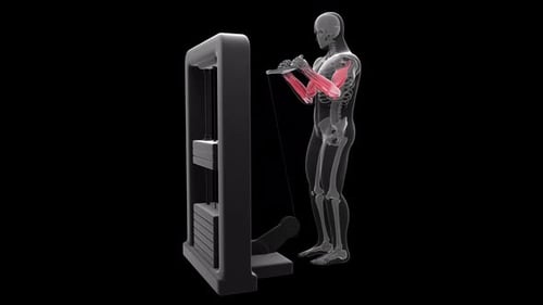 Biceps Muscle Anatomy and Contraction During Cable Curl Exercise