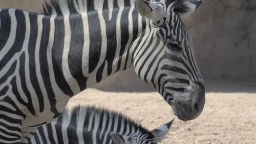 - Zebras in the Zoo