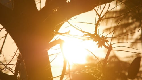 Golden Sunlight Shining Through a Silhouetted Tree