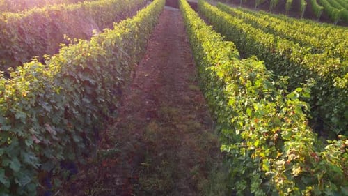 Vineyard Aerial View
