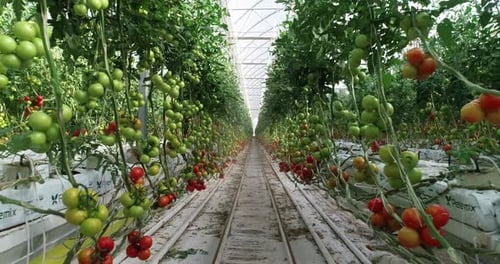 Lush Tomato Plants Growing in Large Greenhouse