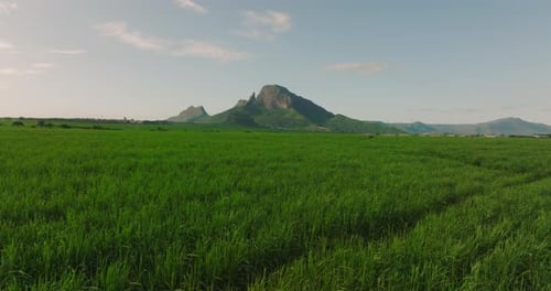 Flug über ein Feld mit grünem saftigem Zuckerrohr