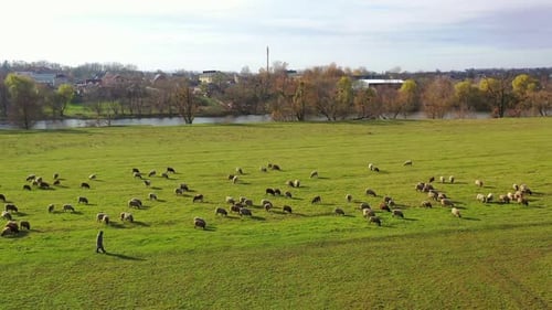 Pasture of domestic animals. Herd of sheep on field on beautiful nature background.