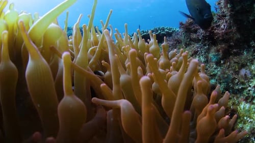 Una colorida anémona en un arrecife tropical con peces nadando alrededor