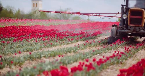 Tractor pulverizando productos químicos en una plantación de flores