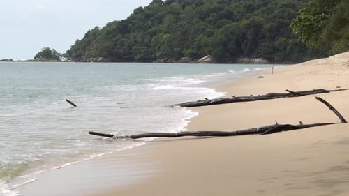Tronco de árbol desnudo en la playa