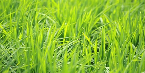 Paddy Field Background 01