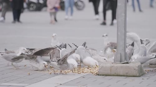 Flock of Seagulls Feeding on Bread in City