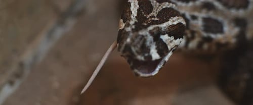 Detailed Close-Up of Snake Sticking Out Tongue