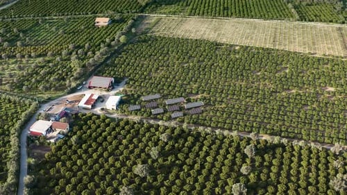 Field of Orchards with Ecosustainable Energy Solar Panels in the Countryside