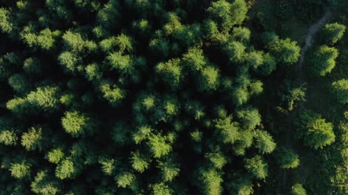 Top View Of Green Trees In A Coniferous Forest On A Sunny Day - orbiting drone shot