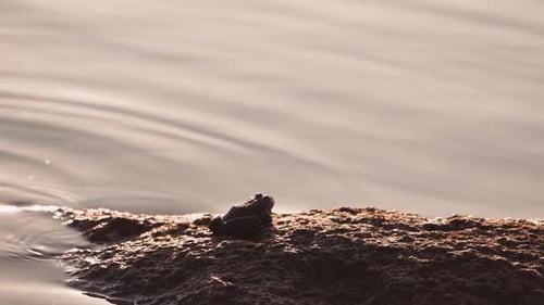 Close up of frog in the wild. Wild frog sitting on near water pond