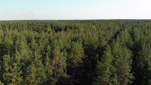 Pine Forest, Aerial View with Drone. Top View in Pine Wood Park on Forest Trees