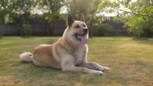 Dog Resting Peacefully on Green Lawn