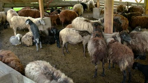 Ovejas en una granja de rebaños