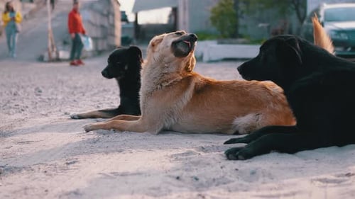 Group of Stray Dogs Lie on Street and Playing. Three Guard Dogs on Parking
