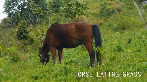 Caballo comiendo hierba