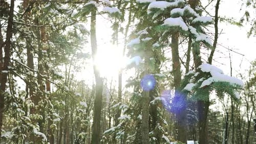 Wald im Winter, strahlende Sonne.