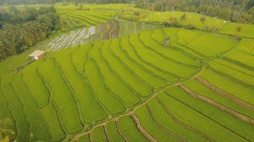 Campos de arroz con terraza, Bali, Indonesia