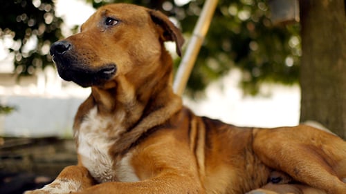 Chien au repos 2