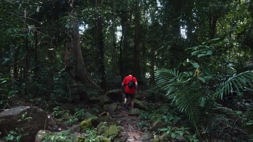 Travel Man in Dark Tropical Jungle Walking Alone on Path Among Green Trees