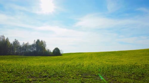 Field of blooming rapeseed, pan