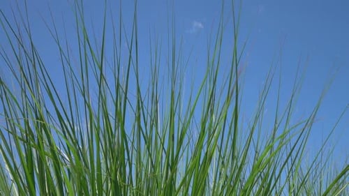 Lush Green Grass Against a Bright Blue Sky