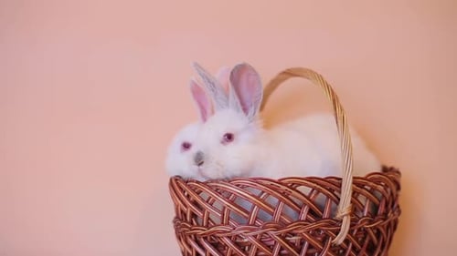 Ostertag und süßer Hase in einem Korb