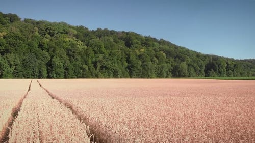 Ears of wheat on field at sunny summer day.