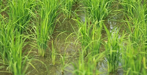 Paddy Field View