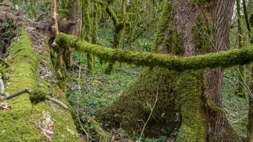 Vue panoramique à droite de la forêt mystique recouverte de mousse