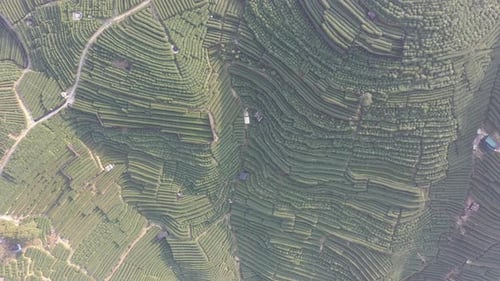 Tea plantation in mountain