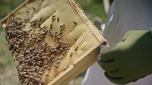 BEEKEEPING - A beehive frame in an apiary is inspected, medium shot