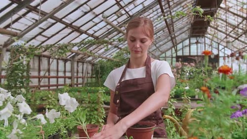 Woman Plants Flowers in Sunny Greenhouse