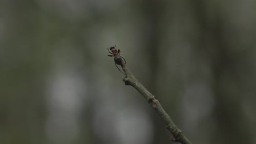 Ant on a Twig in Forest Setting