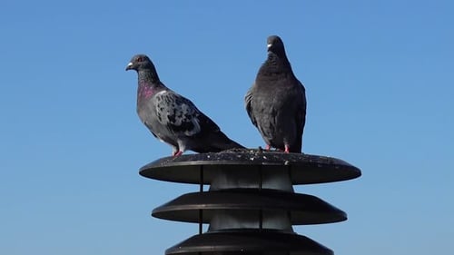 Pigeons