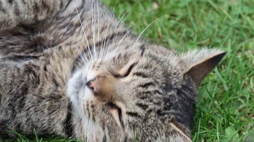 Tabby Cat Resting Peacefully on Green Grass