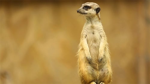 Erdmännchen auf der Hut