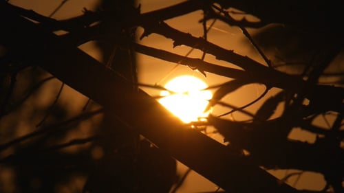 Rama silueta Sunset