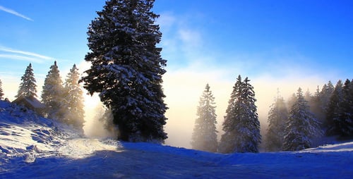 Snowy Conifer Trees against Clear Winter Sky