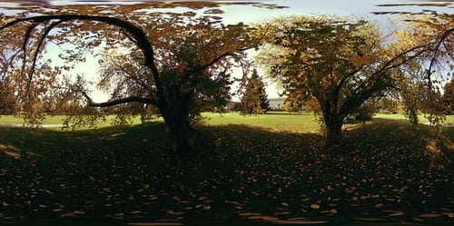 Realidad virtual UHD 360 VR de un parque de la ciudad, árboles y hierba verde en otoño o verano