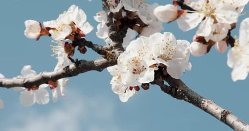 Closeup of bee collecting pollen on blossoming almond in early spring