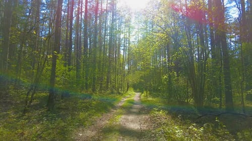 Spring pine forest and sun